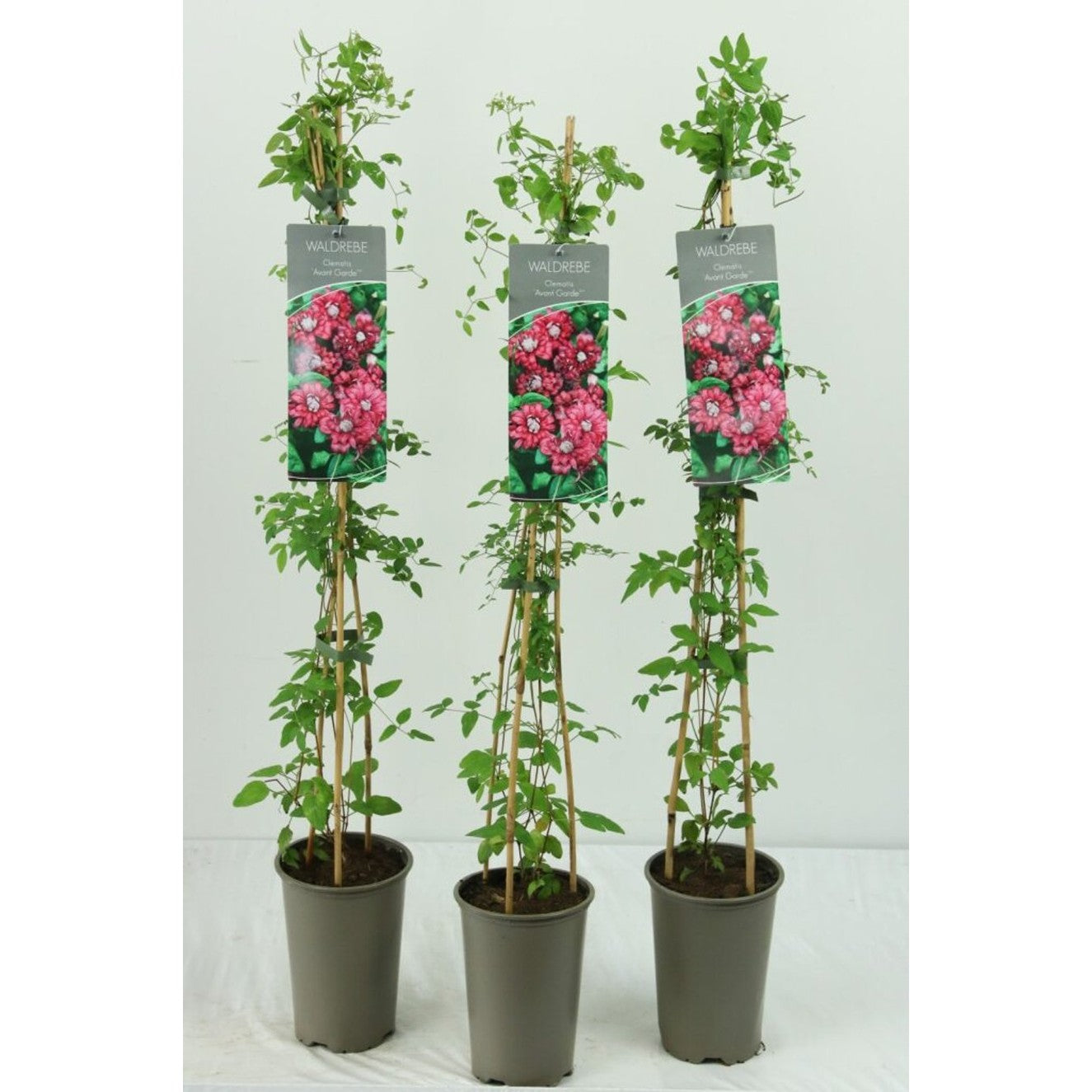 Klematis – Clematis 'Avant Garde'® - C2 60-80 CM Stick